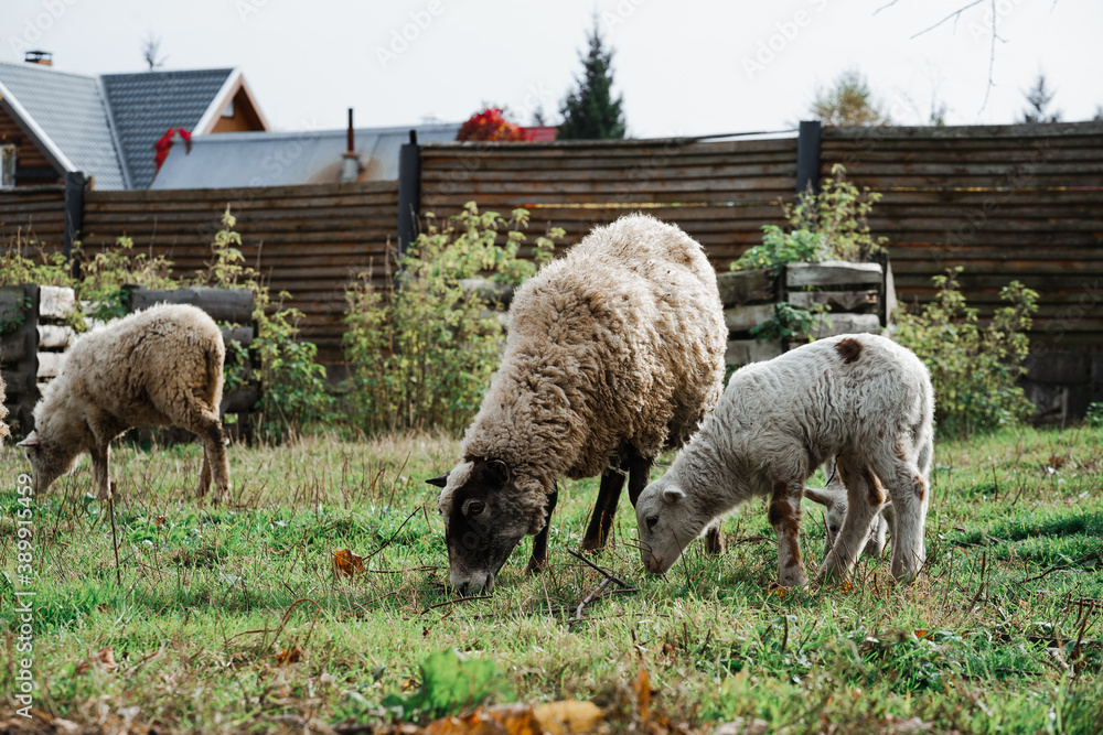 Sheep and lambs in a paddock behind a hedge. Sheep and lambs in a paddock behind a hedge.