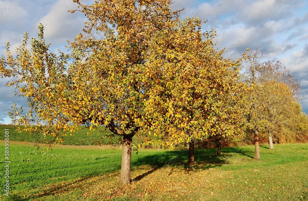 Fototapeta premium Obstbäume in herbstlicher Landschaft