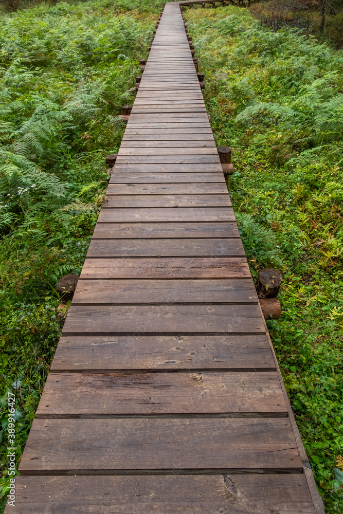 森の中の木道 Boardwalk in a quiet forest 森の中の木道 Boardwalk in a quiet forest