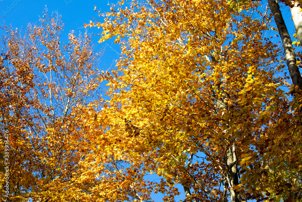 Herbstlicher Wald Herbstlicher Wald