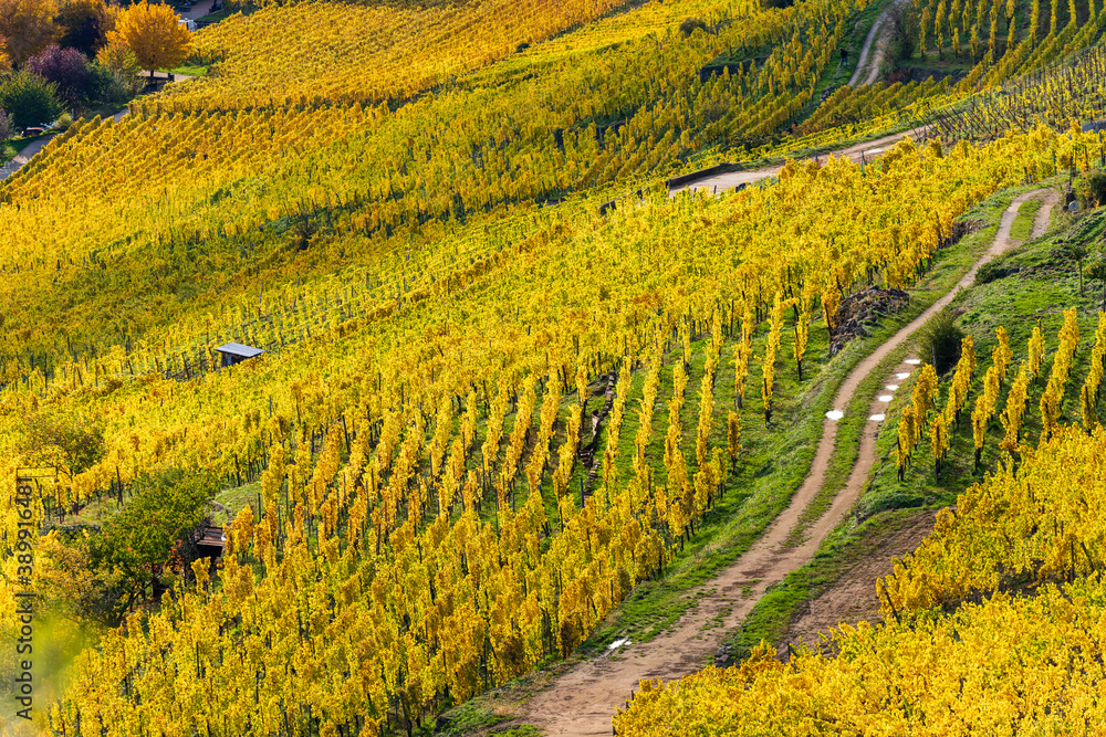 Un automne doré dans le vignoble alsacien, Kaysersberg vignoble, Alsace, France
