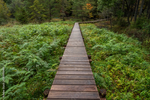                     Boardwalk in a quiet forest