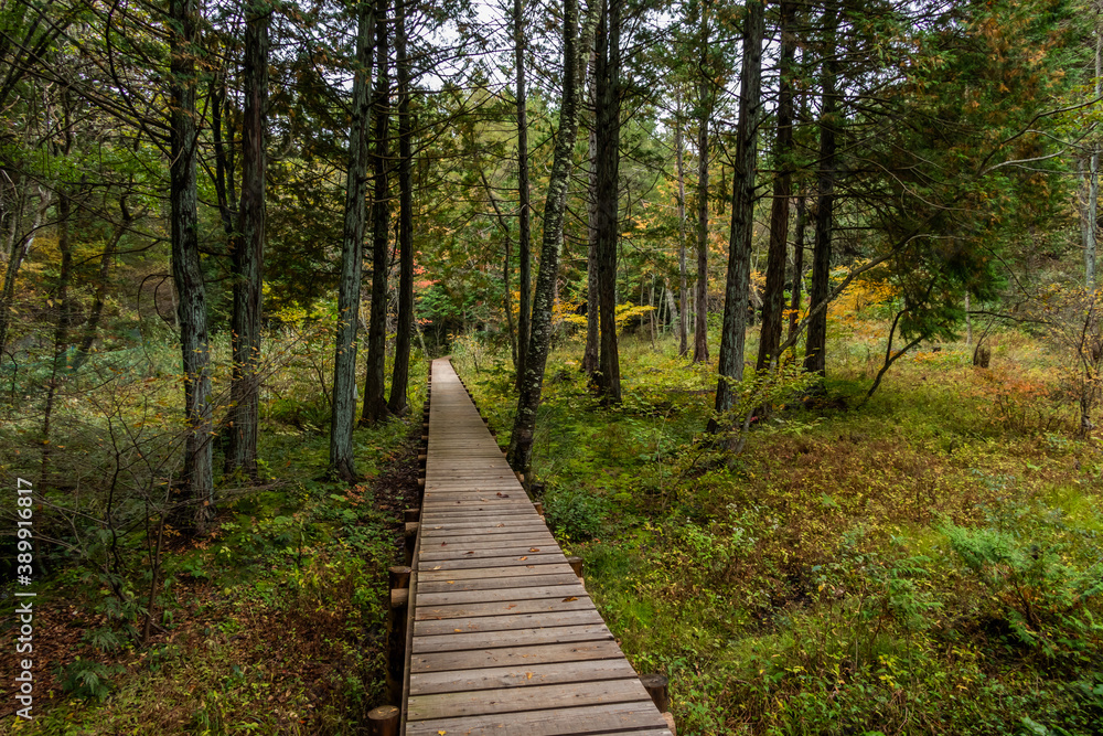 森の中の木道 Boardwalk in a quiet forest 森の中の木道 Boardwalk in a quiet forest
