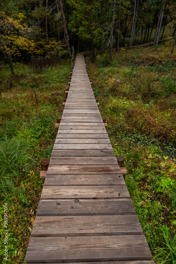 森の中の木道　Boardwalk in a quiet forest