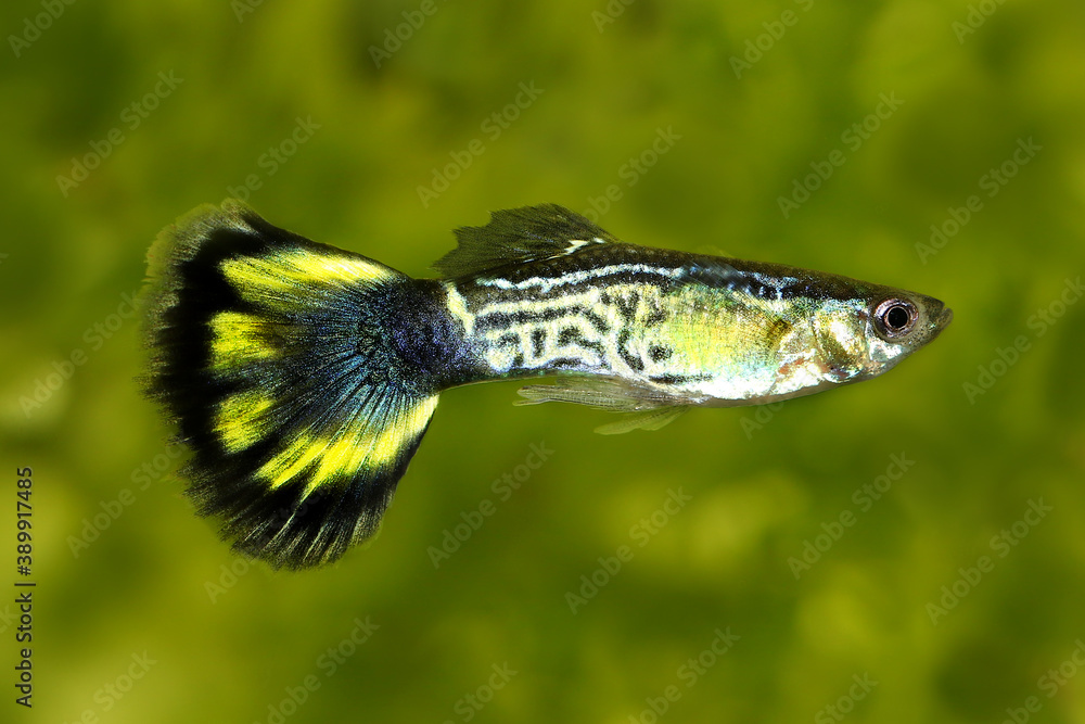 Cobra guppy top care