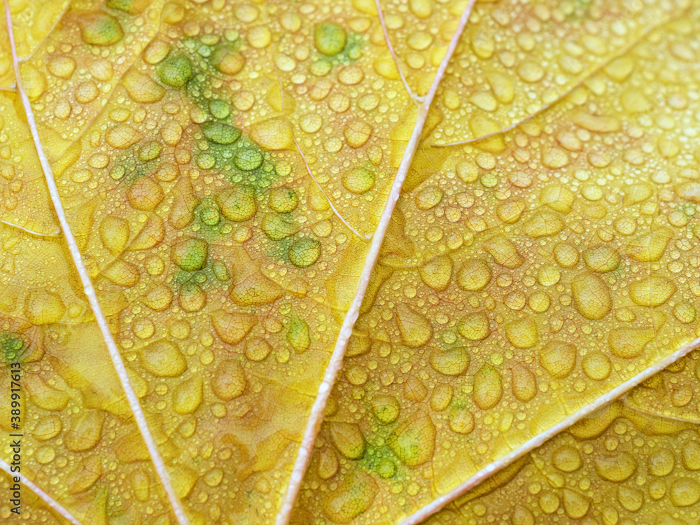 Obraz premium Autumn leaves pattern as background. Abstract nature leaf texture. Floral decor for presentation of natural cosmetics or wallpaper desktop. Macro view of yellow maple leaf with drops. Soft focus.