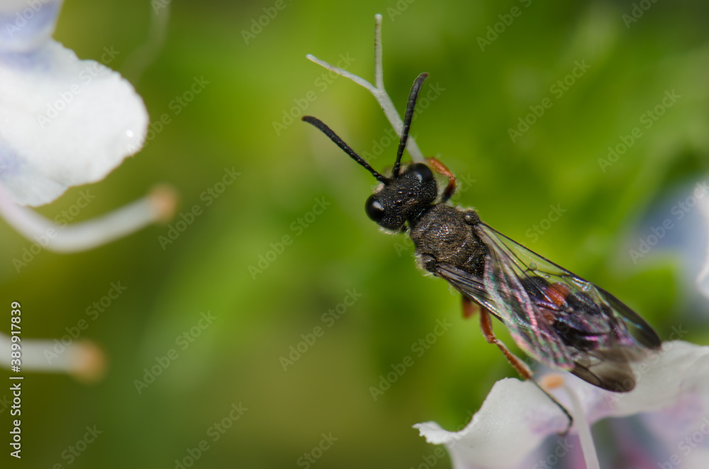 Wasp Cerceris concinna on the pistil of a flower. Guayadeque ravine. Aguimes. Gran Canaria. Canary Islands. Spain. Wasp Cerceris concinna on the pistil of a flower. Guayadeque ravine. Aguimes. Gran Canaria. Canary Islands. Spain.