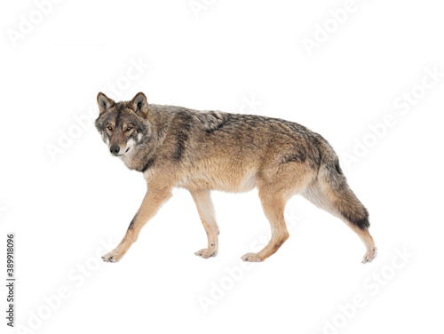 Walking gray wolf isolated on white background.