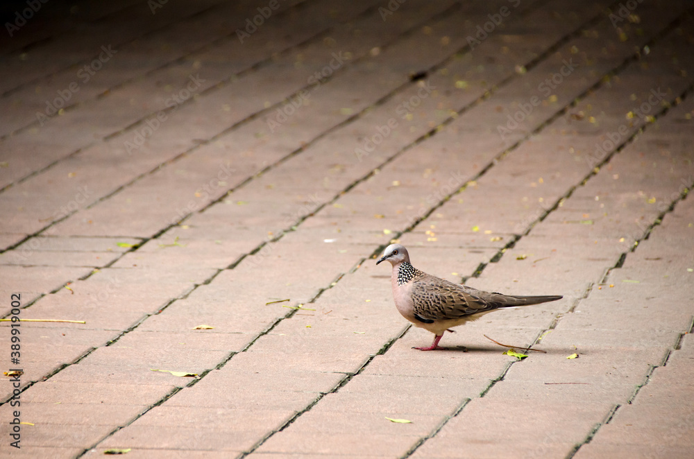 Spotted dove (Spilopelia chinensis) sitting on the ground in Bangkok Spotted dove (Spilopelia chinensis) sitting on the ground in Bangkok