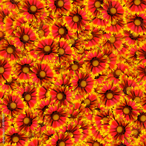 Background from red-yellow flowers of garden chrysanthemum.