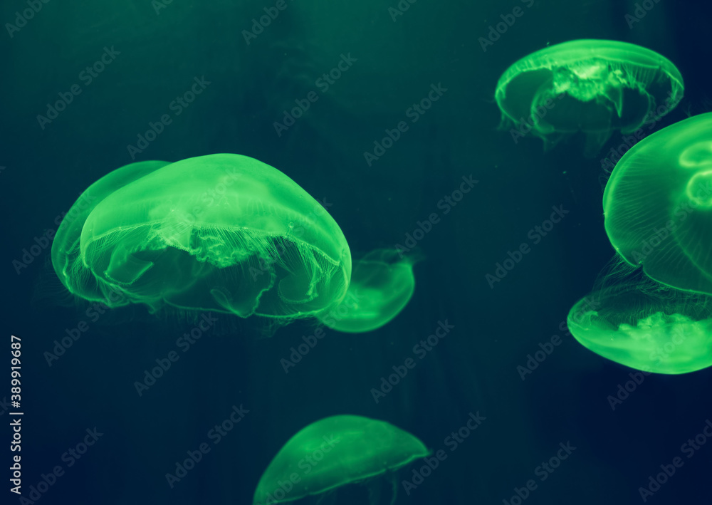 colorful swimming moon jelly fishes colorful swimming moon jelly fishes