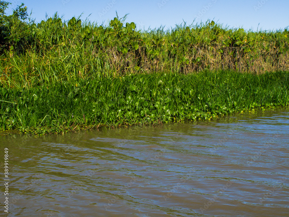 river and vegetation river and vegetation
