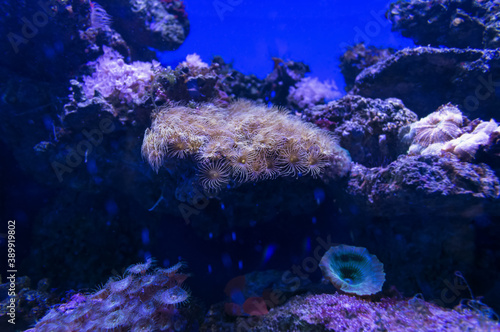 underwater background of green button polyps