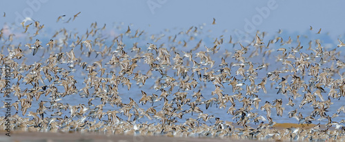 Waders in flight on open beach photo