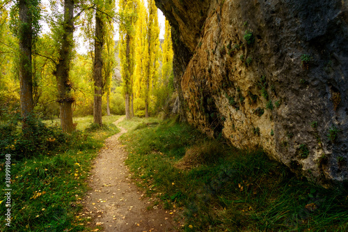 Paisaje de oto  o con sendero cubierto de hoja ca  das    rboles amarillos y rocas laterales en Hoces del R  o Durat  n.