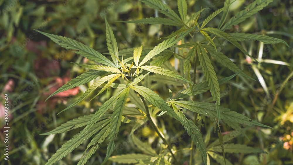 Marijuana leaves, cannabis on a bright background, beautiful background, Natural outdoor Tropical region asia.