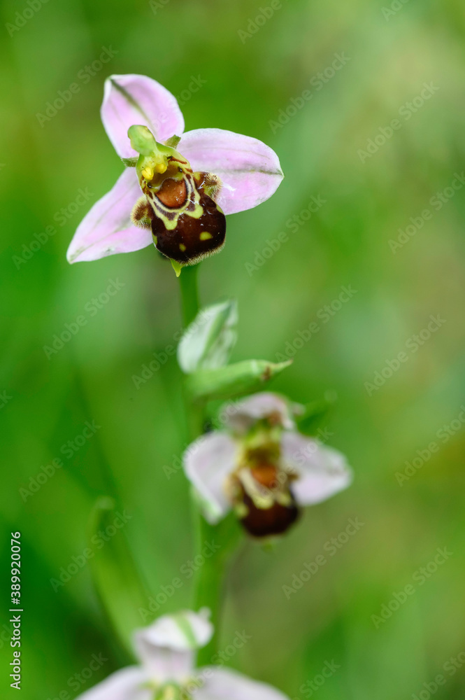 Orchidée abeille