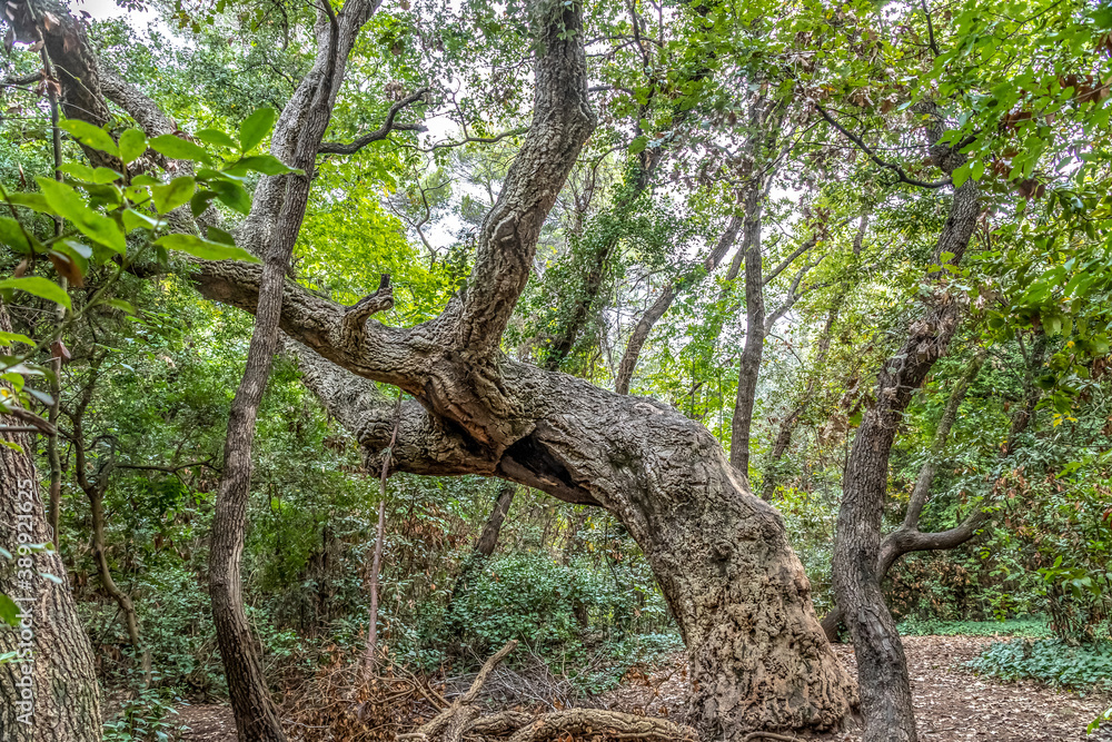 Arbre courbé