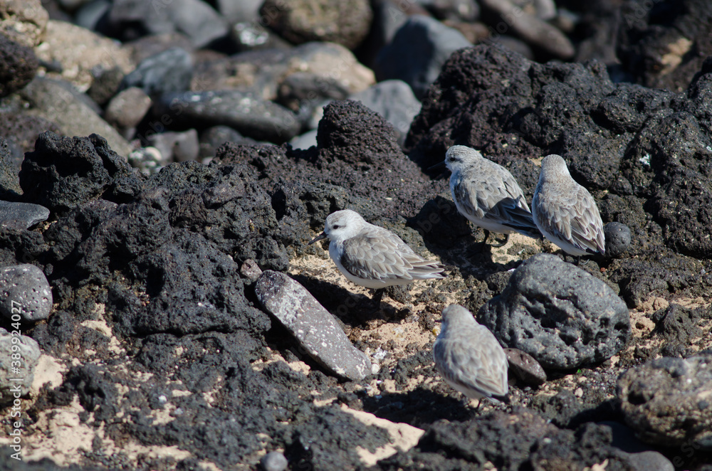 Flock of sanderling Calidris alba in Arinaga. Aguimes. Gran Canaria. Canary Islands. Spain. Flock of sanderling Calidris alba in Arinaga. Aguimes. Gran Canaria. Canary Islands. Spain.