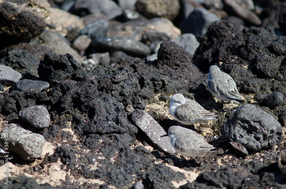 Sanderling Calidris alba in Arinaga. Aguimes. Gran Canaria. Canary Islands. Spain. Sanderling Calidris alba in Arinaga. Aguimes. Gran Canaria. Canary Islands. Spain.