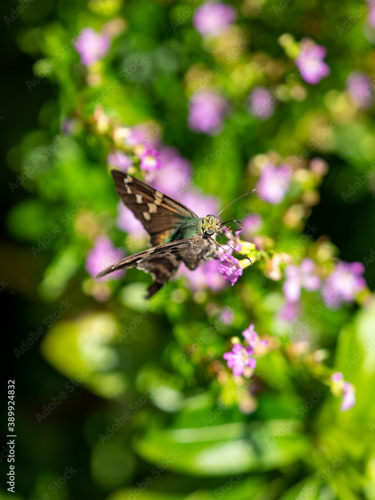 brown speckled butterfly in a bush of flowers brown speckled butterfly in a bush of flowers