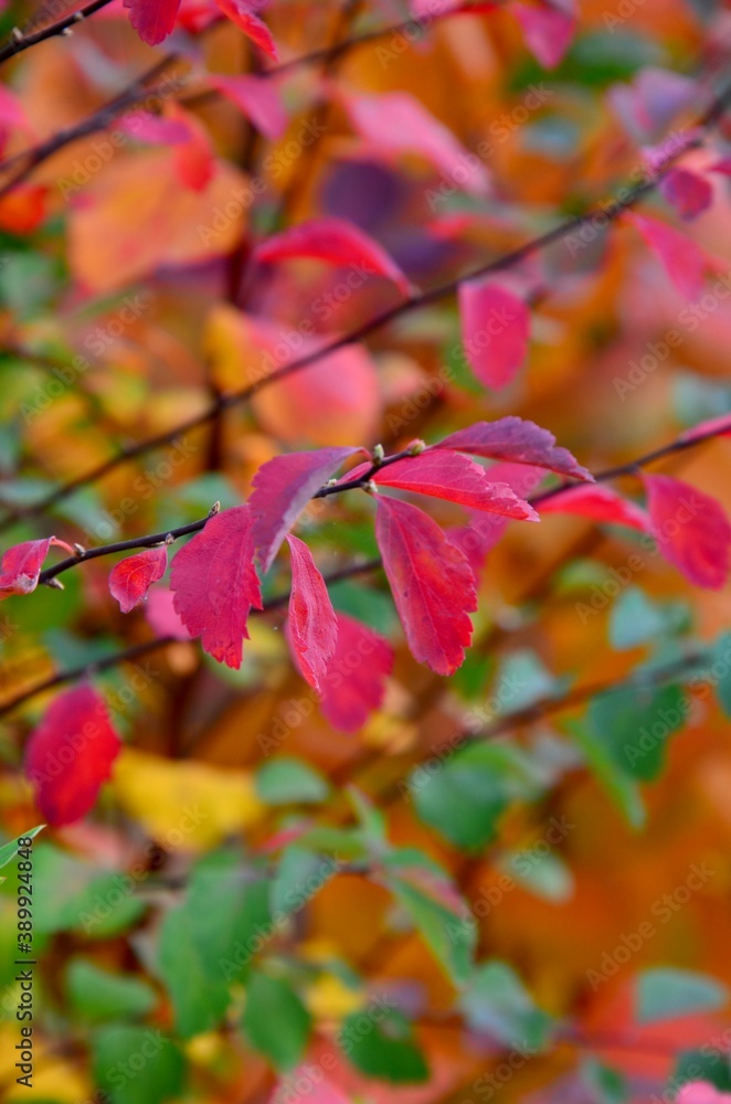 Spiraea plant in autumn coloring, closeup of pink, red, green and yellow leaves