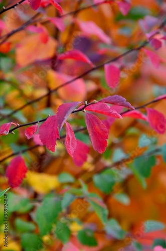 Spiraea plant in autumn coloring  closeup of pink  red  green and yellow leaves
