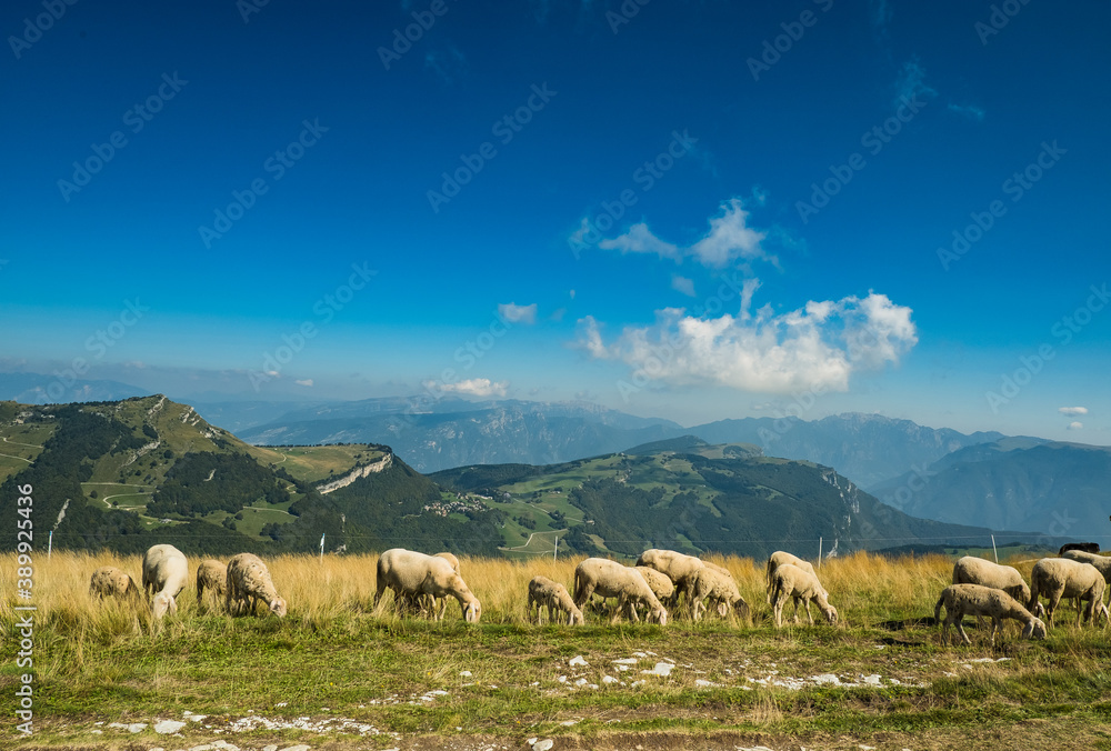 fressende Herde Schafe auf einem Berg in Italien