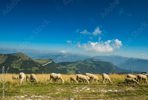 fressende Herde Schafe auf einem Berg in Italien