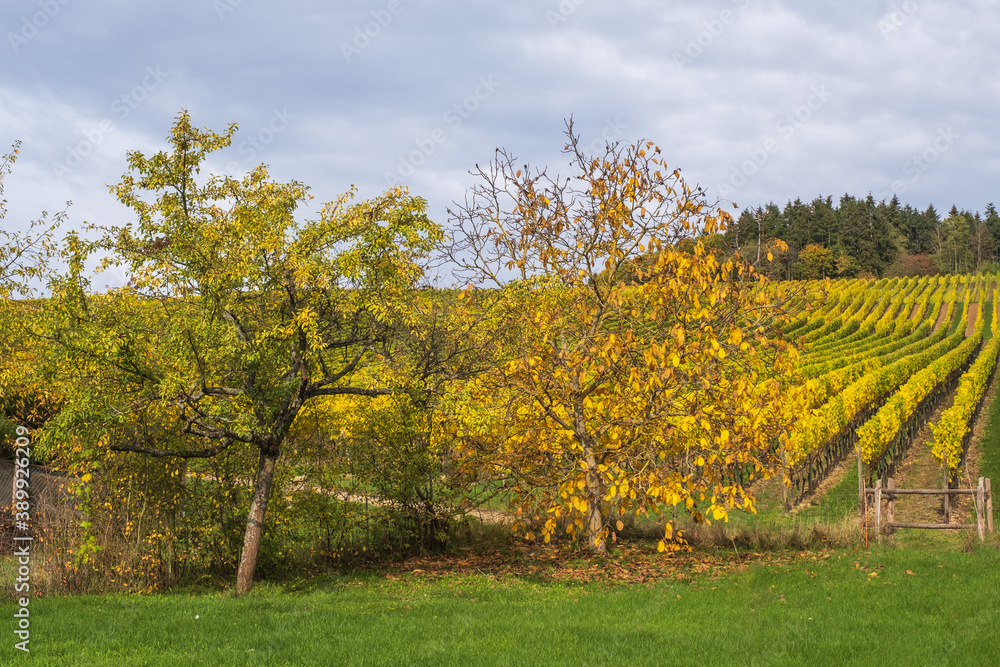 View past trees to vineyards in autumn in the Rheingau / Germany