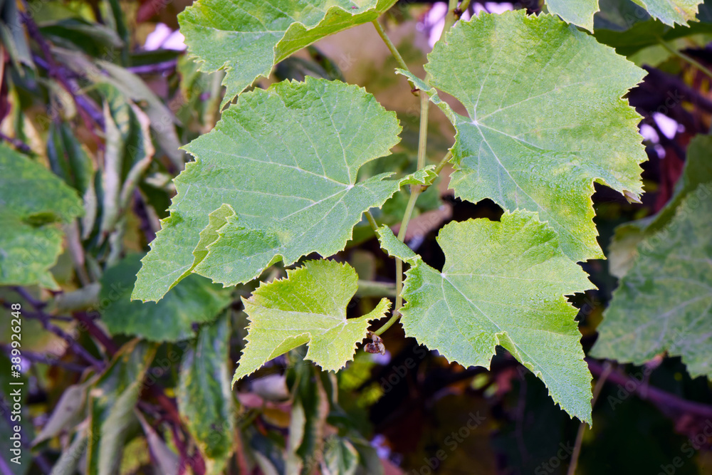 Grape Leaves 01 Grape Leaves 01