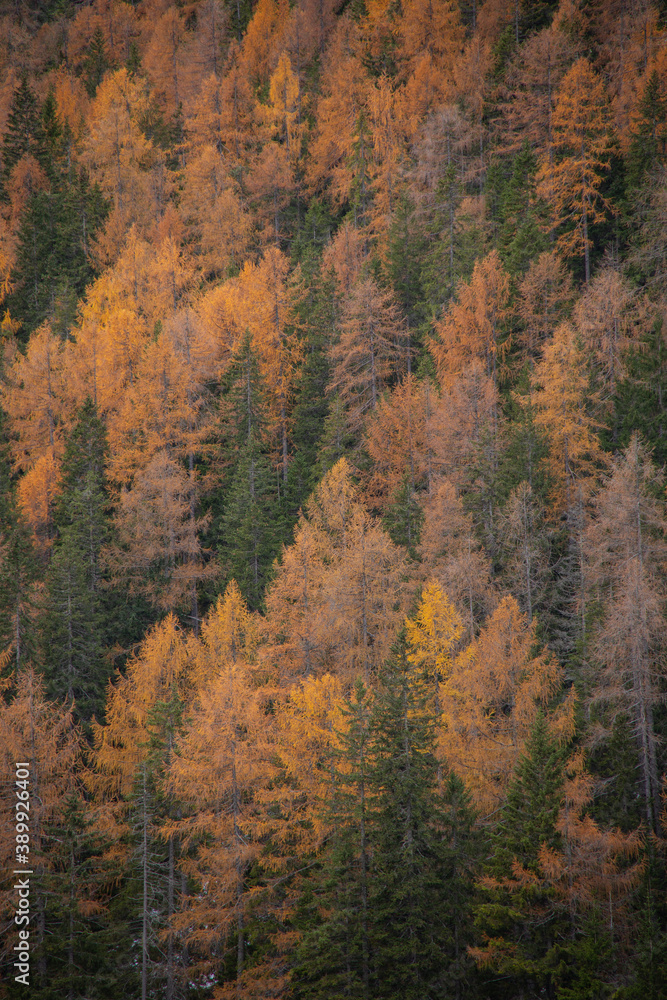 The beautiful, scenic view of fall foliage in a forest on the Italian Dolomite mountains, in the Trentino Alto Adige region. Full frame of pines, some green, some orange and yellow.