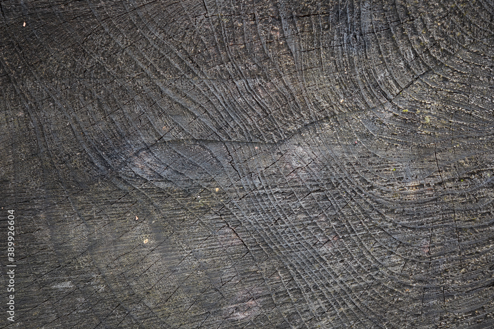 Fototapeta premium old wood texture