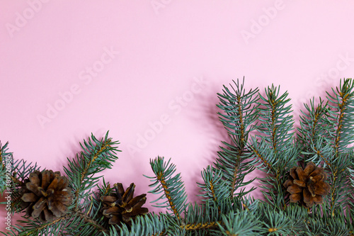 Postcard with a branch of blue spruce with cones on a pink background with place for text.