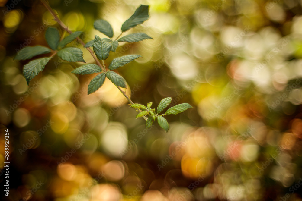 Obraz premium Leaves autumnal close-up