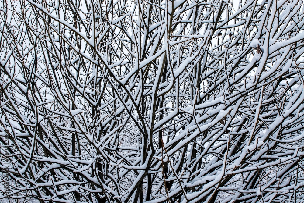 Abstract background from a pattern of snow-covered branches of a tree. Copy space, neutral winter palette, landscape, poster design Abstract background from a pattern of snow-covered branches of a tree. Copy space, neutral winter palette, landscape, poster design
