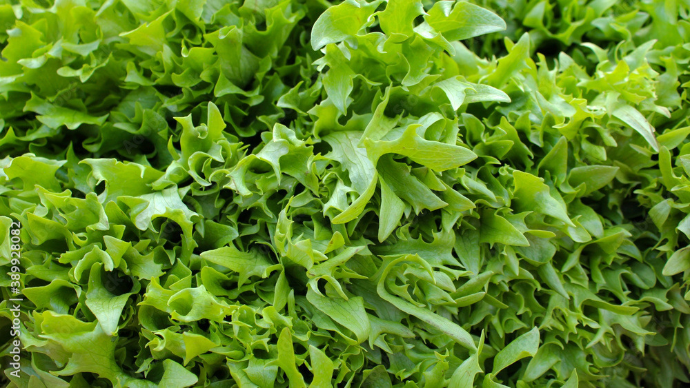 Green fresh salad, background, natural organic product. Green fresh salad, background, natural organic product.
