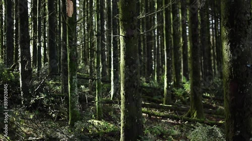 Wallpaper Mural Woodland shot with a shallow depth of field and a green colour grade Torontodigital.ca