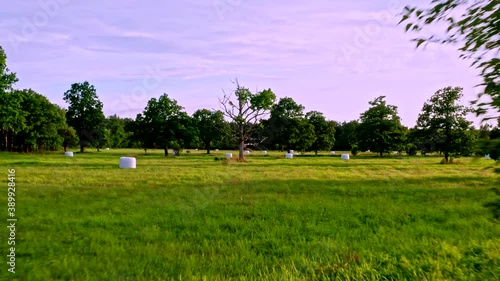 Flying low on grassland between oak trees, towards a weird tree photo