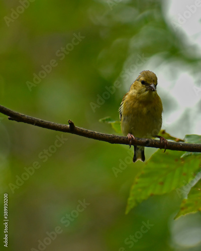 Young male American Goldfinch on a branch