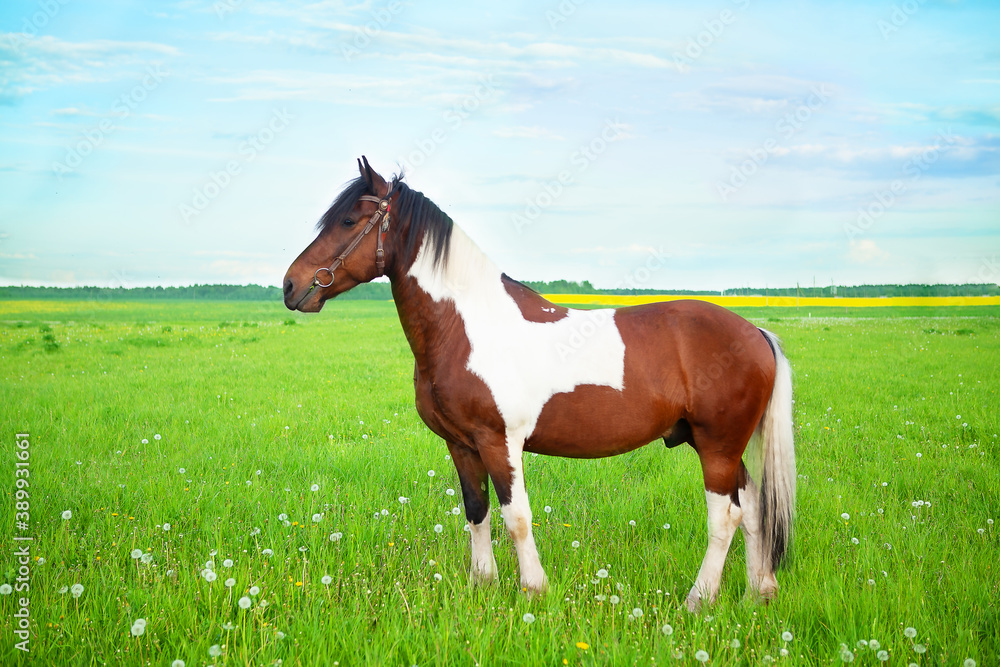 Obraz premium Gorgeous paint horse in the pasture, on a natural background of a green meadow and blue sky. 