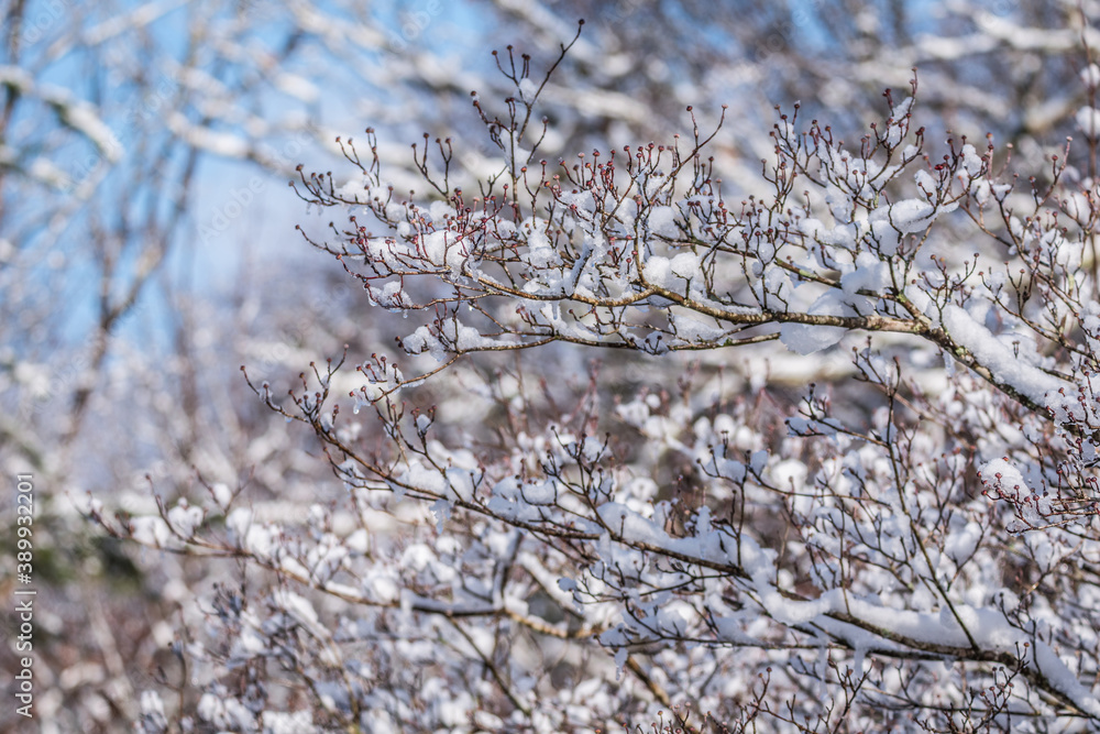 Snow on dogwood tree branches Snow on dogwood tree branches