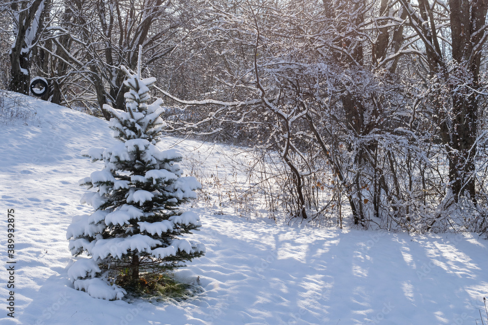 Fototapeta premium snowy landscape