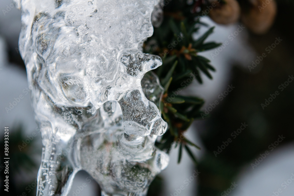 Obraz premium icicle pine needle