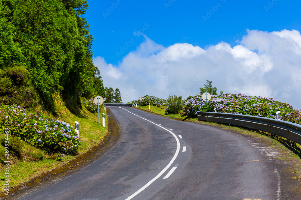 road surrounded by green vegetation