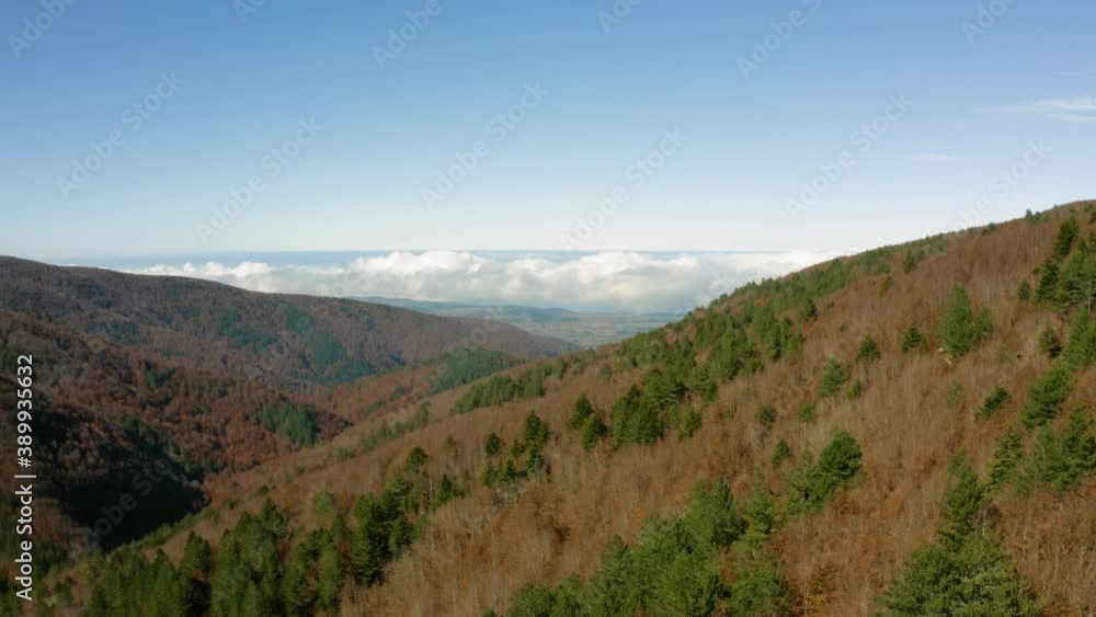 Vista aerea di alberi in Autunno Vista aerea di alberi in Autunno