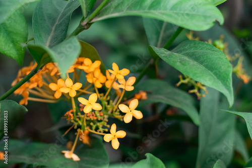 Group of yellow Rangoon Flower or Ixora or Jungle geranium