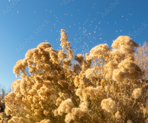 Dry autumn chamisa in front of the blue sky in Colorado on a sunny October day photo