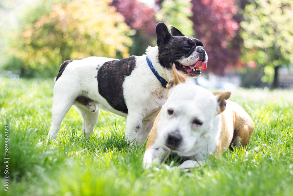 Fototapeta premium Two cute friendly dogs are playing in the city park