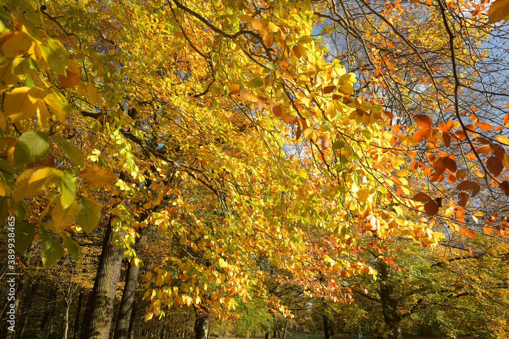 goldener oktober